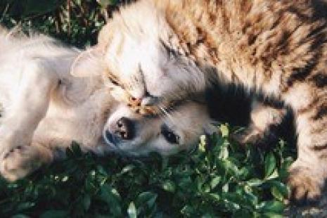 A dog and a cat playing on the grass