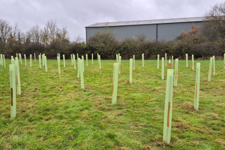 image shows tree whips planted in our open space, with their protection case around them